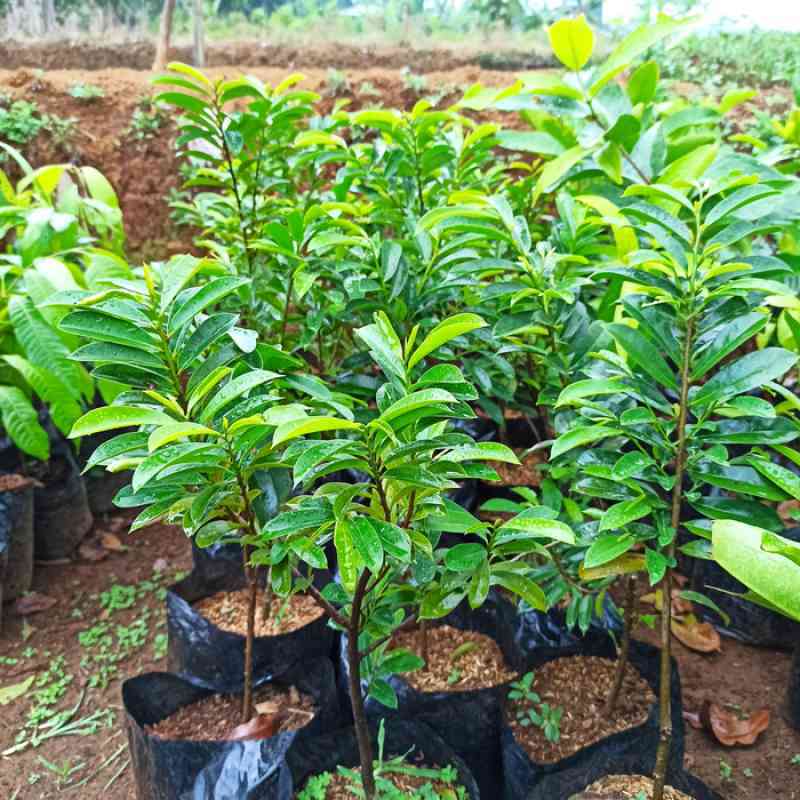 jual bibit sirsak super bisa tabulampot daun rimbun Banjarmasin