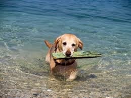 cão brincando na praia