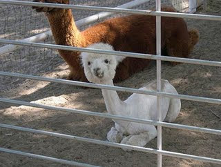 Alpaca