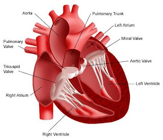 causes of ischemic heart disease