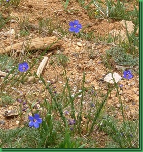 Blue flax3_thumb[1]