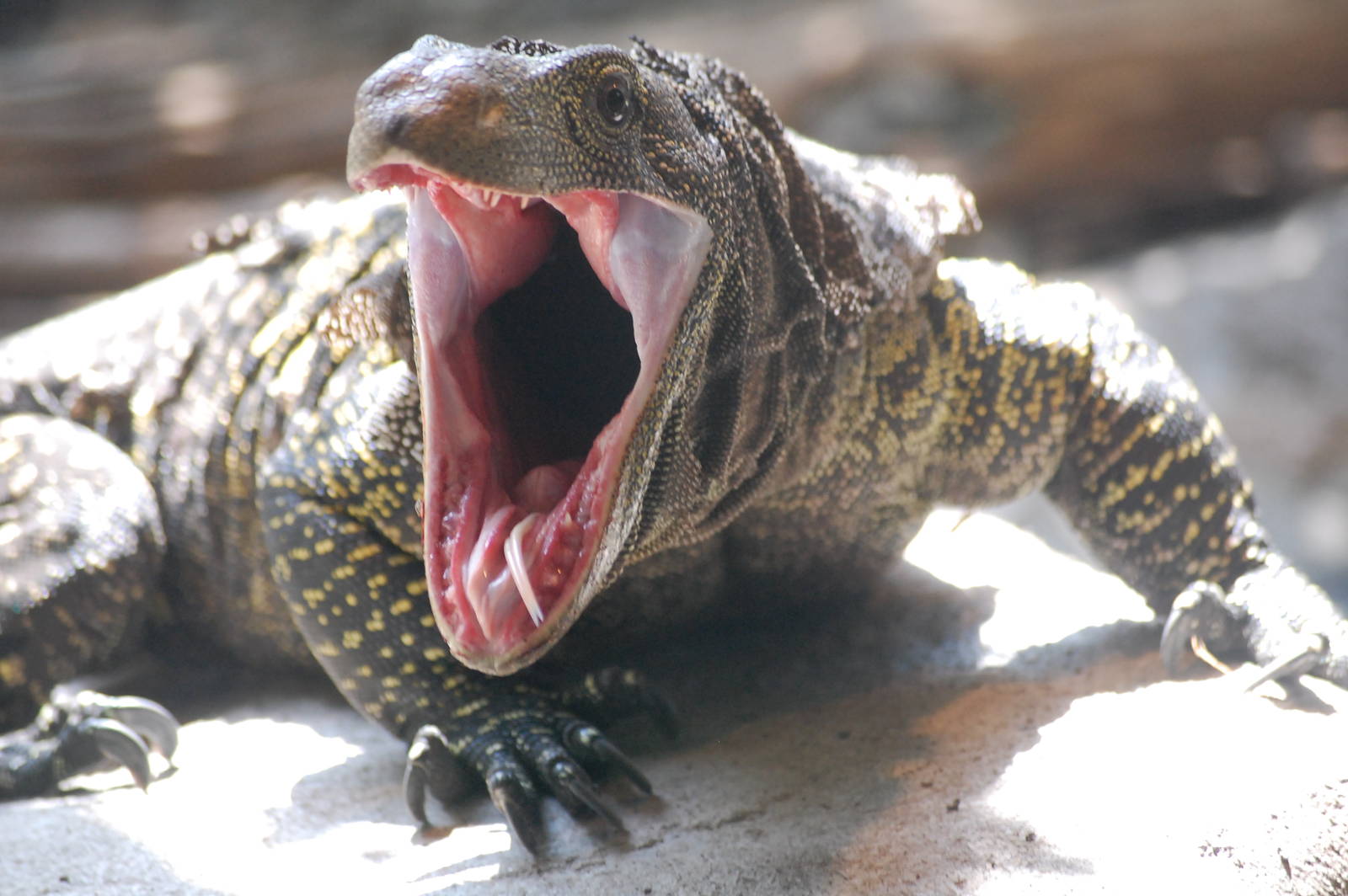 James Zaworski's Blog: The Longest Lizard in the World: The Crocodile