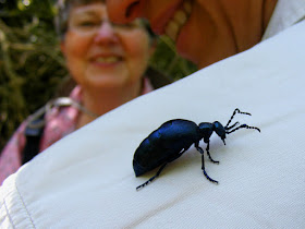 Violet Oil Beetle Meloe violaceus. Indre et Loire. France. Photo by Loire Valley Time Travel.