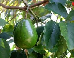 pohon daun dan beberapa manfaat buah alpukat yang baik untuk kesehatan tubuh anda