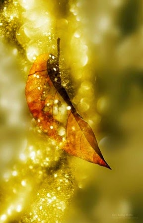 Luce