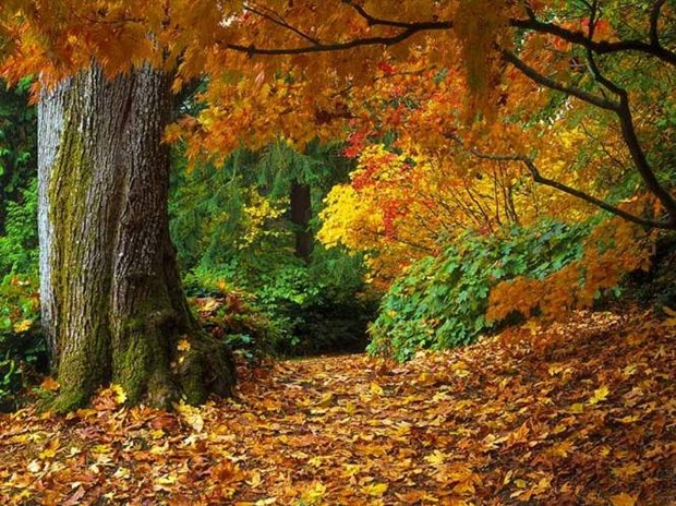 13- Fall-leaves