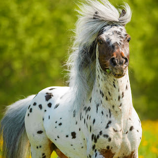 https://www.dreamstime.com/stock-photo-appaloosa-stallion-playing-meadow-summer-time-image31331590/#res1853317