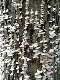 Image of fungus on tree at Mercer Lake, Virginia - free to use with attribution to K. R. Smith - file name ML_TREE_FUNGUS.jpg 