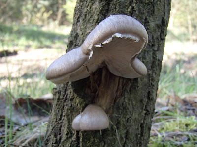 Boczniak czapeczkowaty - Pleurotus calyptratus