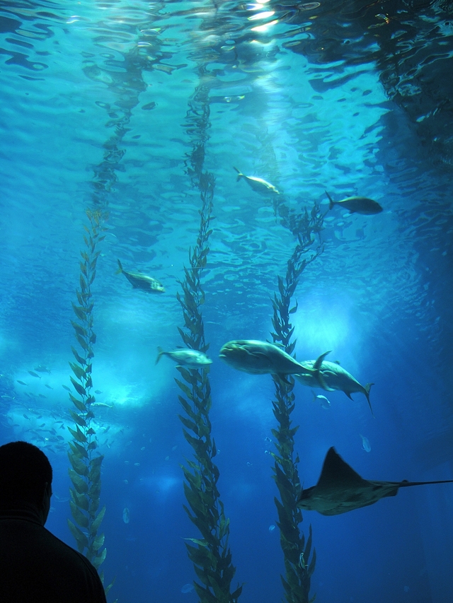 Portugal: het Oceanarium van Lissabon