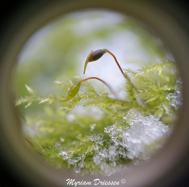 moss sporangia Black Mountain South of France