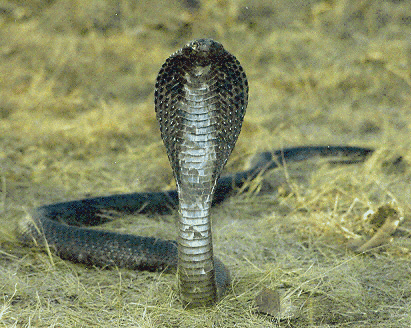 King Cobra Attacked Victim Died in San Francisco Agusan del Sur