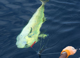 International Fishing News: COSTA RICA: Crocodile Bay Lodge report