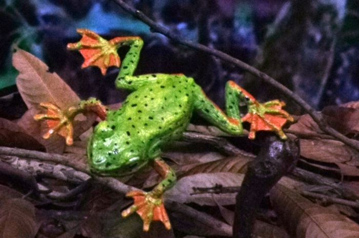 Saat Kawin, Katak Saling Bernyanyi di Bawah Hujan