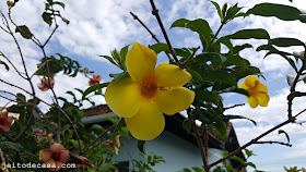 flor -alamanda-amarela