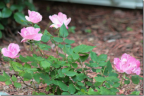 PinkKnockout_Roses