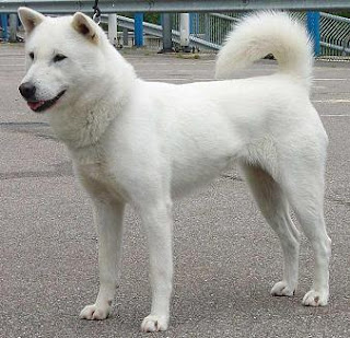 Pet Dog Breeds: Kishu Inu / Kishu-Inu Dog Breed