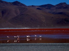 Flamingoes in flight on Laguna Colorada, Southwestern Bolivia.