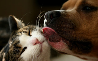 Cats and Dogs Wallpapers