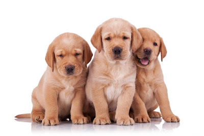 Golden Retriever Puppy Pictures