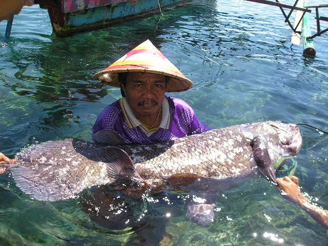 DYEN SYARIFUDIN COM Ikan Raja  Laut Coelacanth Ikan Purba 