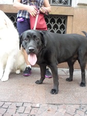 Cãonhecendo 3 (28)