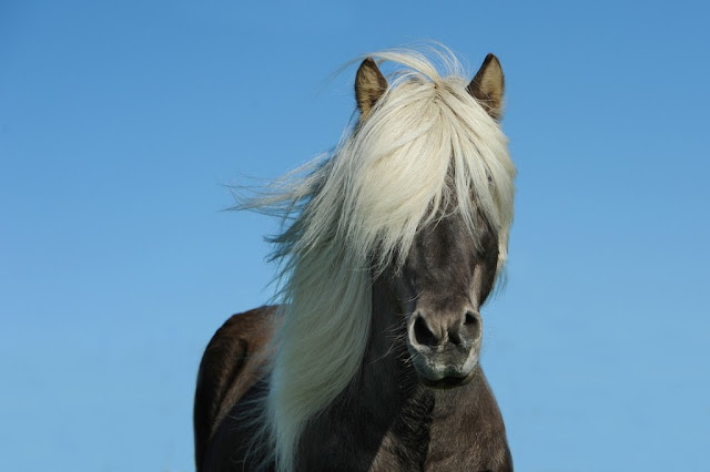 horse-wallpaper-riding