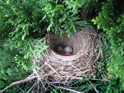 Nuzzle Nest   on Mama Bird Wasn T One Bit Happy About Exposing Her Nest  She D Fly To A