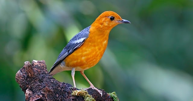  Harga Burung Anis  Merah Terlengkap Terbaru 2022 Jago Lamaran