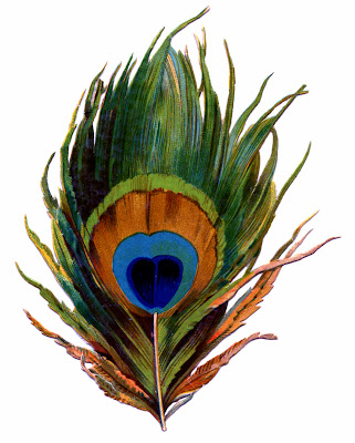 Peacock Feather