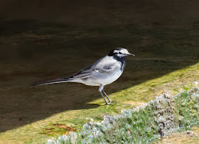 Moroccan Wagtail - Oued Souss, Morocco