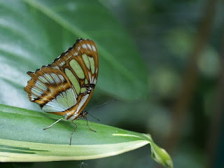 Malachite - Siproeta stelenes 