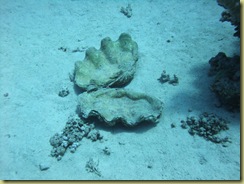 Dead Clam