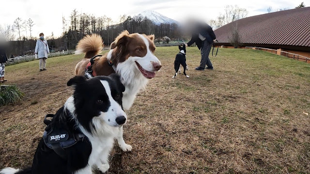 保護犬 ボーダーコリー トーマ ドッグリゾートwoof