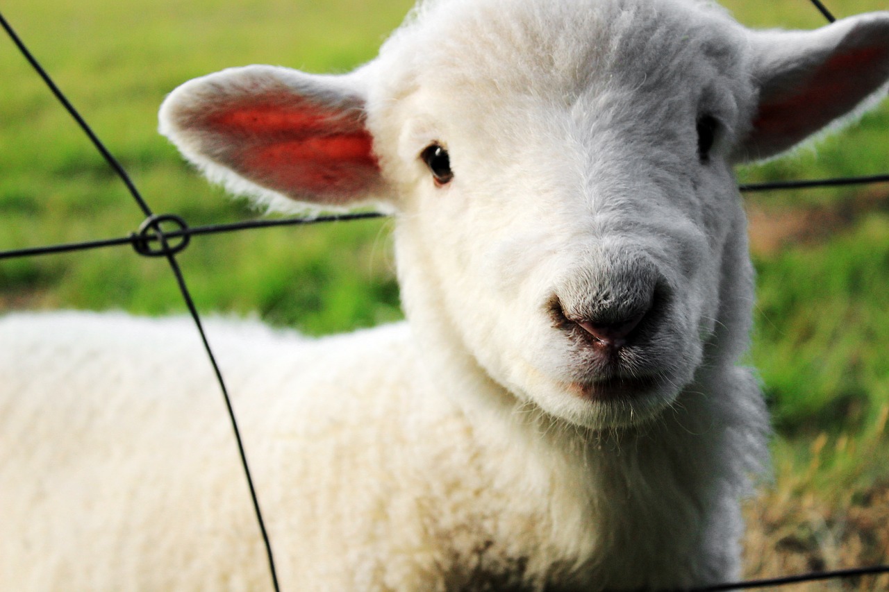 The Sheep Gate | Red Chair Moments