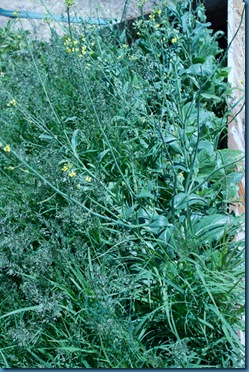 gu-1