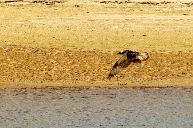 Osprey takes off with fish