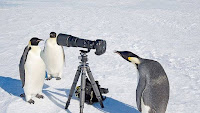 Fotos de encuentros entre fotógrafos y animales