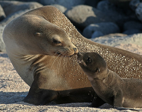 Animals - Galapagos Island Seen On www.coolpicturegallery.us