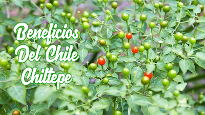 Beneficios Del Chile Chiltepe