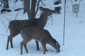 last Winter at the front "bird" feeder, whitetails