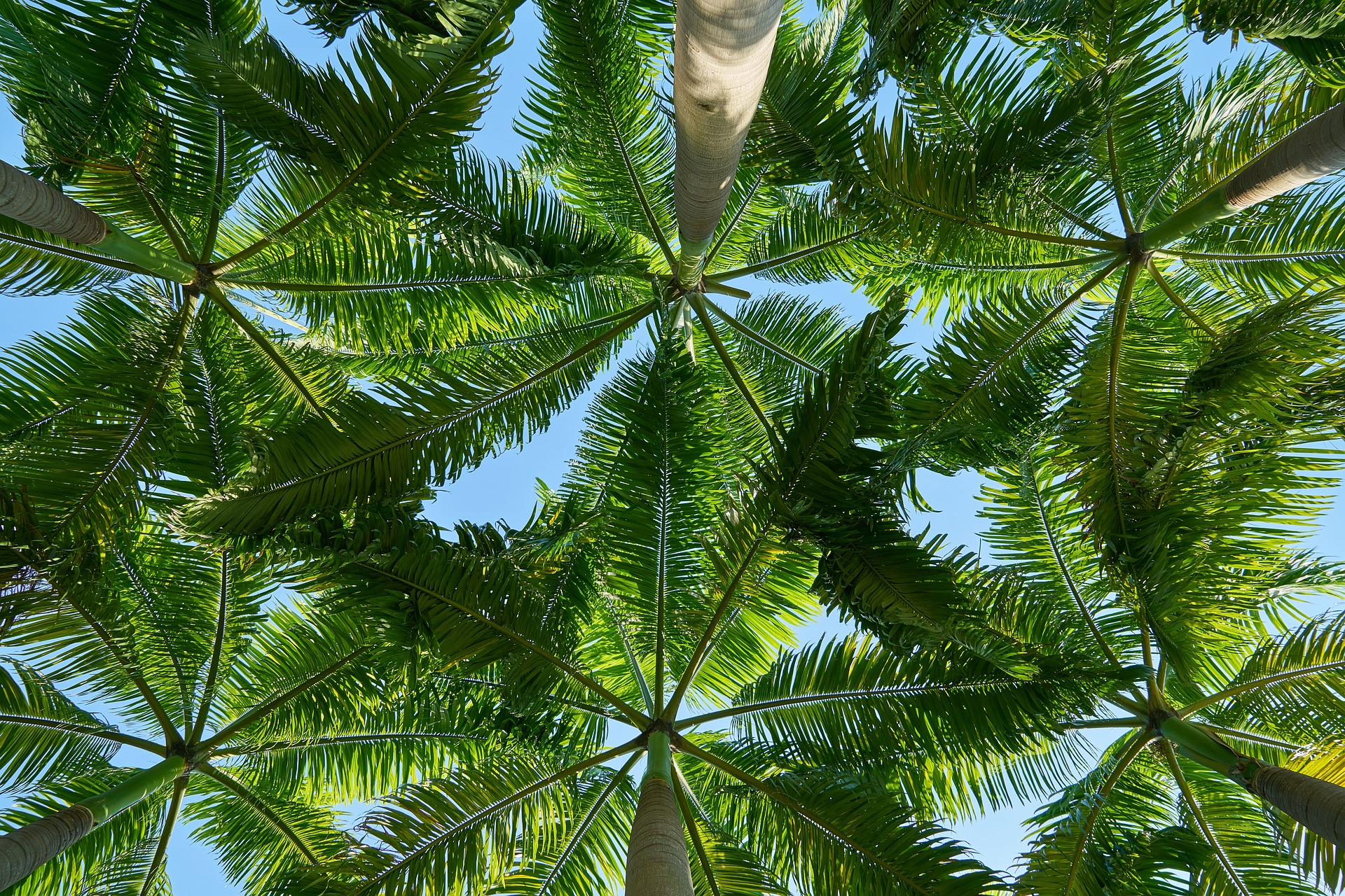 The First Palmetum of Uttarakhand - Haldwani