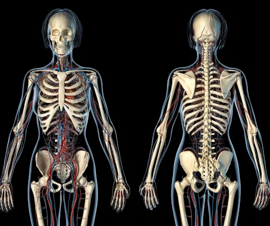 Woman anatomy cardiovascular system with skeleton,
