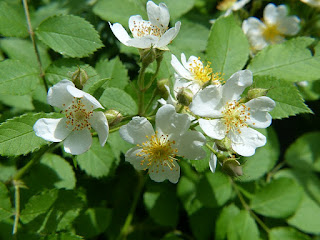 Rosier multiflore - Rosa multiflora