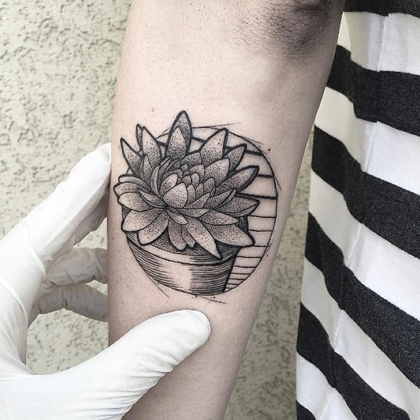 essa_planta_suculenta