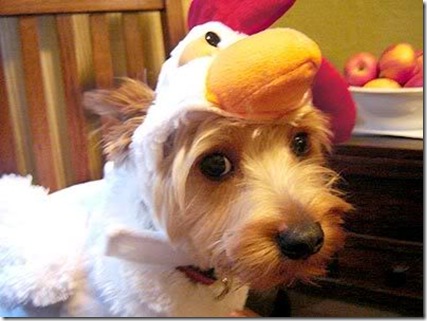 dog_chicken3