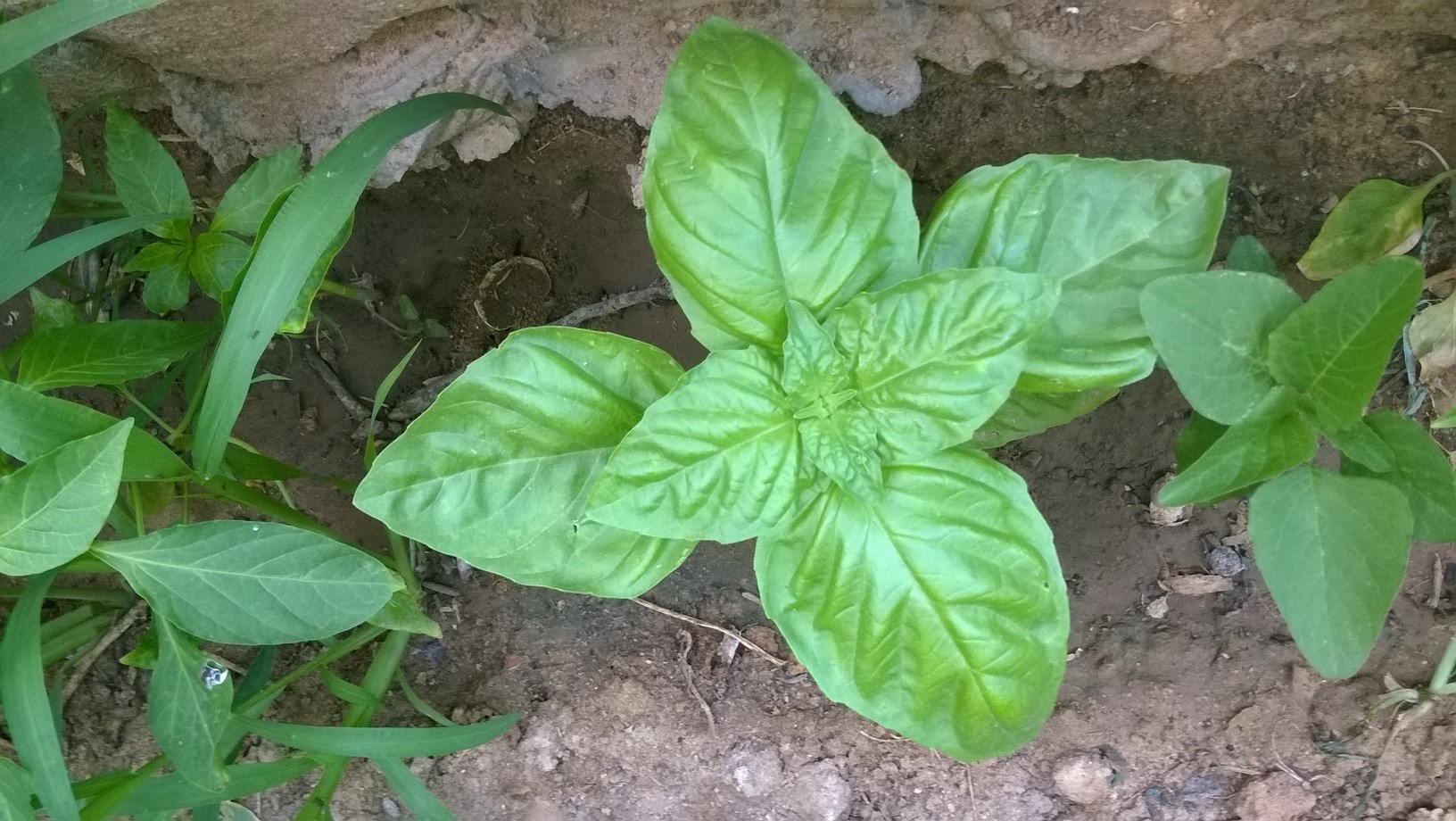 basil and peppers plants