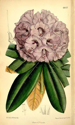 Rhododendron javanicum plant, 19th century illustration - Stock Image -  C050/9214 - Science Photo Library