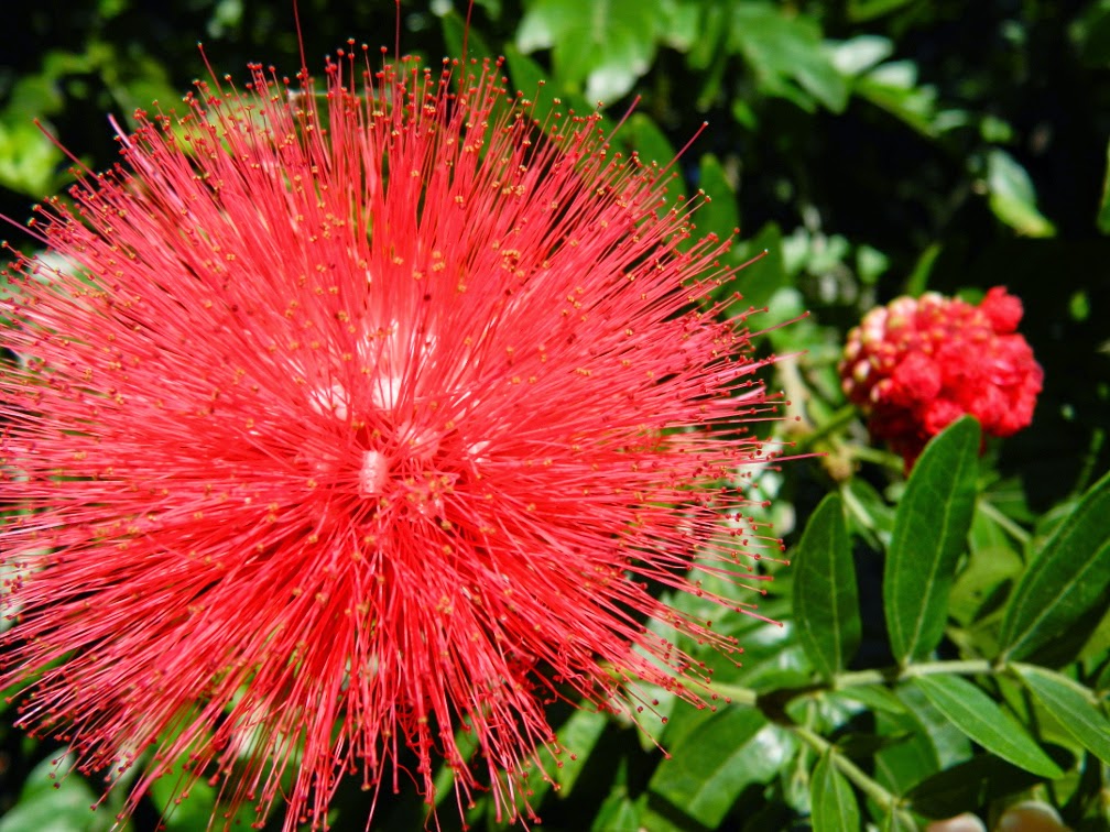 Red Powder Puff tree Calliandra haematocephala  Universal Studios Orlando by garden muses-not another Toronto garden blog