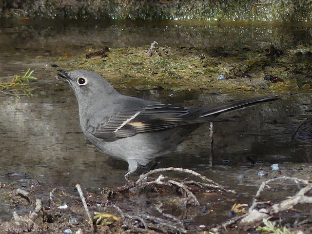 03: bird in water with water around its raised beak